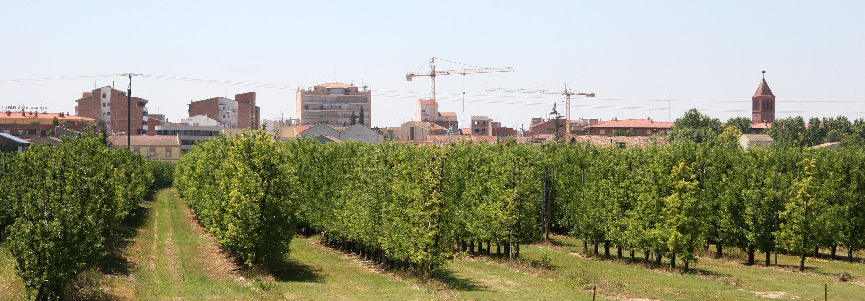 Camps de fruiters on es projecta l'ARE de Mollerussa Foto: Àlex Tarroja