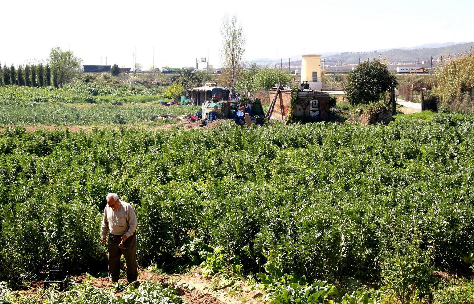 Zona d'hortes de Cornellà on es projecta l'ARE Foto: Àlex Tarroja