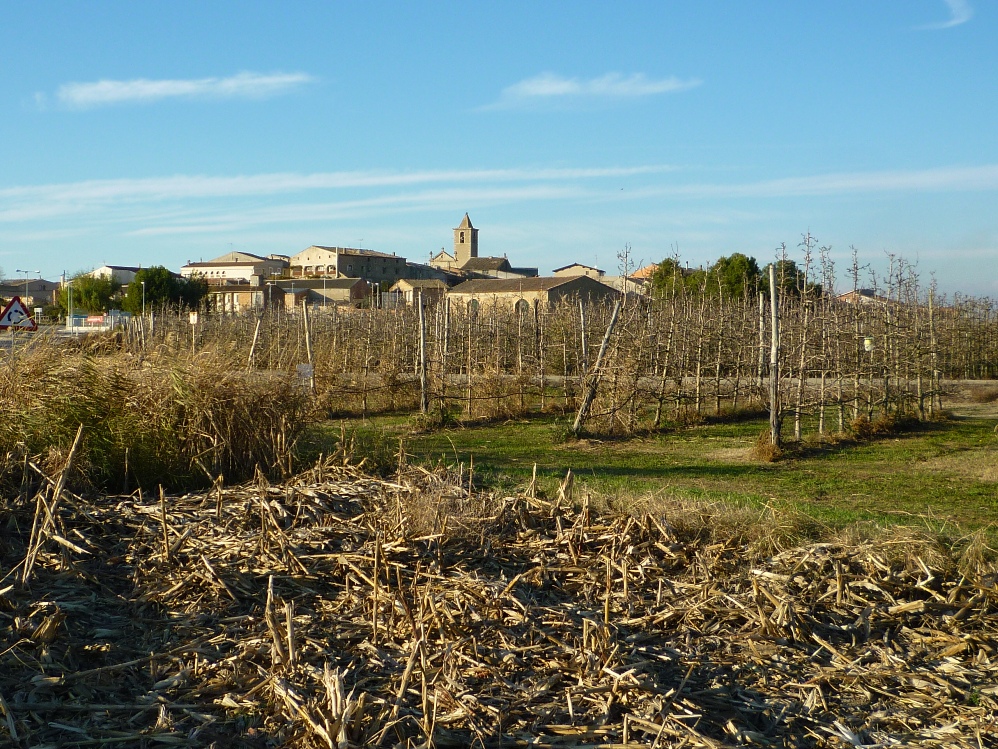 Conreus de regadiu prop del nucli dels Arcs Foto: Moisès Jordi