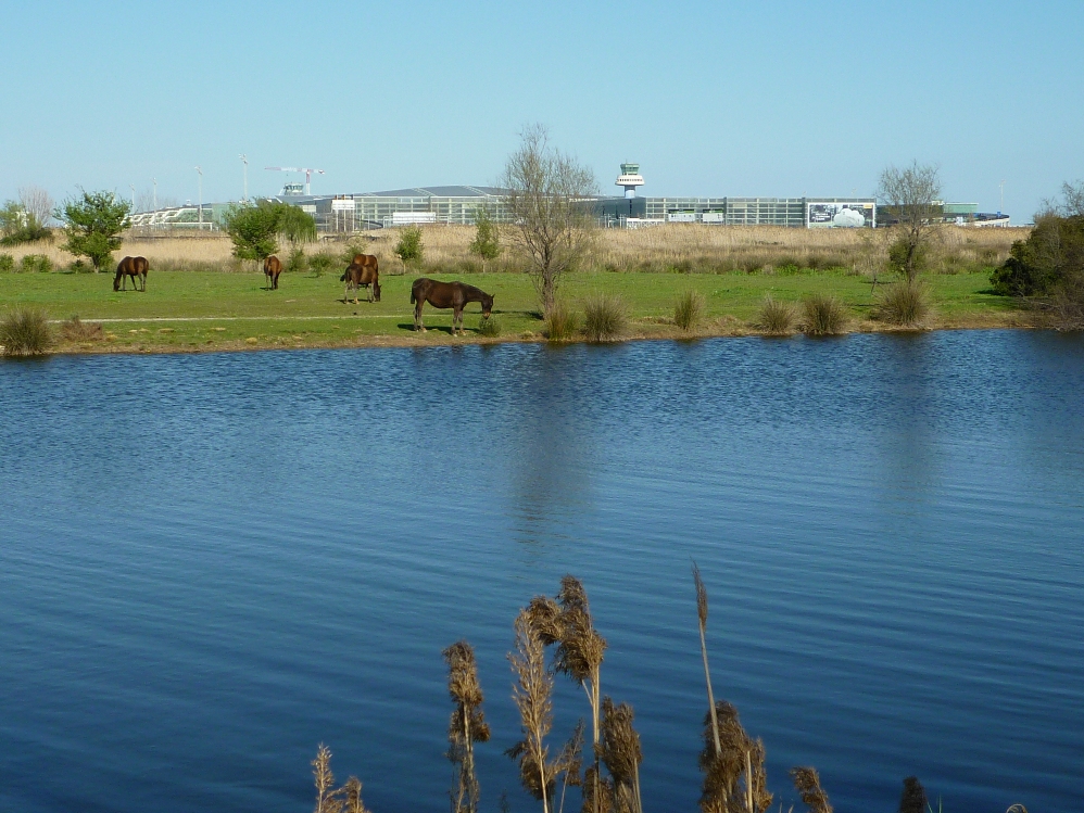 Terrenys del Barça a les Filipines Noves, a Viladecans Foto: Moisès Jordi