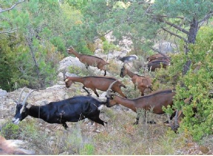 Jornada Ramaderia 30/10/19